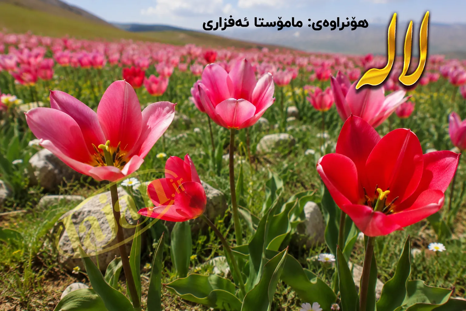 لاله